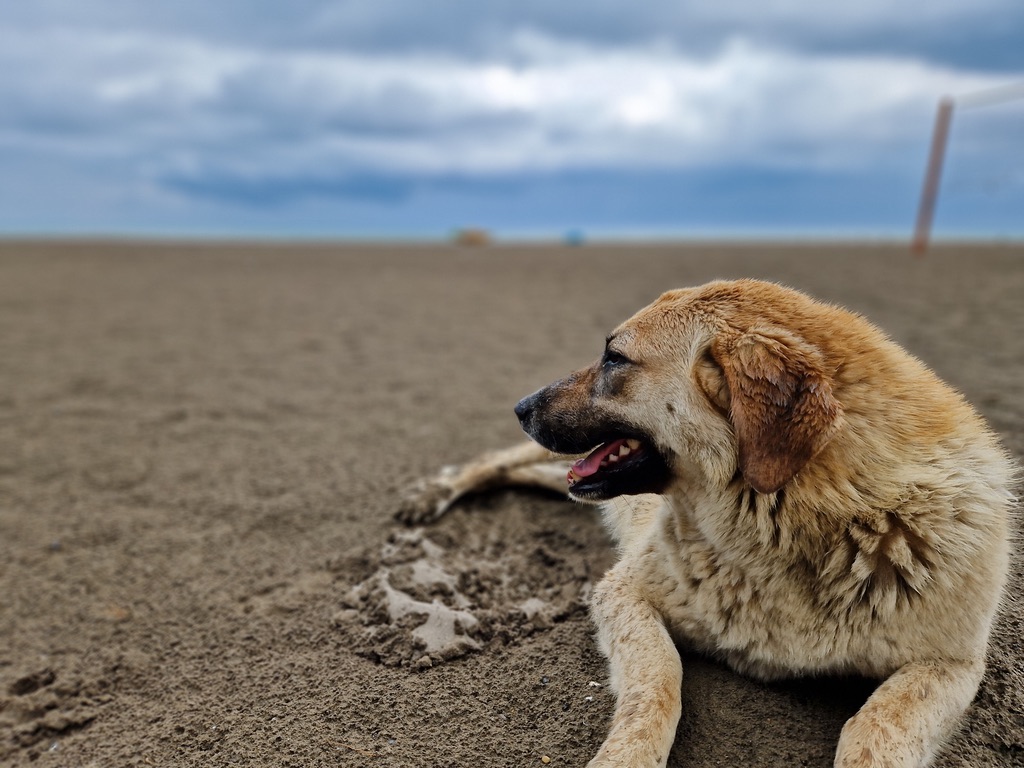 A dog lying on the sands in a beach.