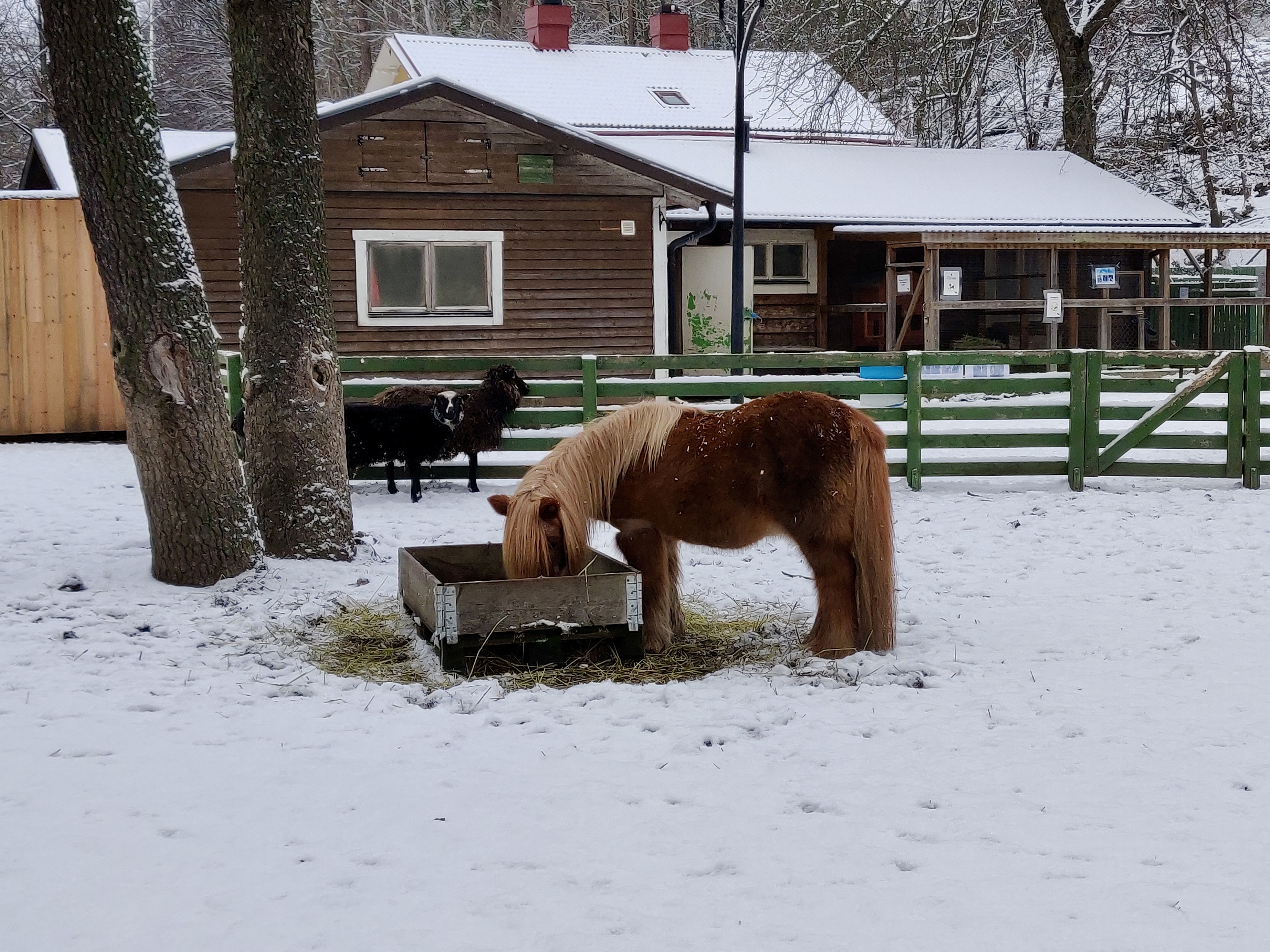 A brown pony in the snow eating.